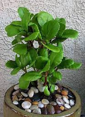 Kalanchoe, Big Leaf Kalanchoe Modoc