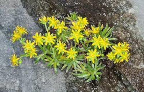 Saxifraga Species, Yellow Mountain Saxifrage