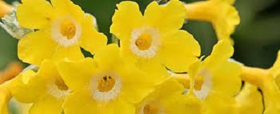 Primula Species, Auricula Primrose, Yellow Bears Ear