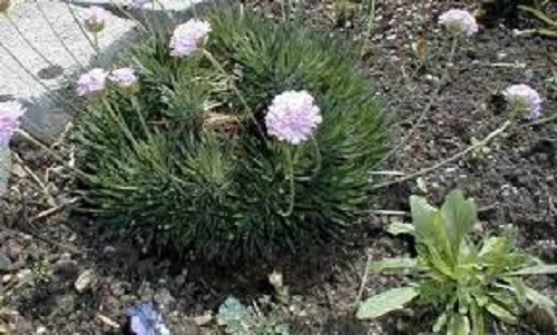 Armeria Species, Plantain Thrift, Sea Pink