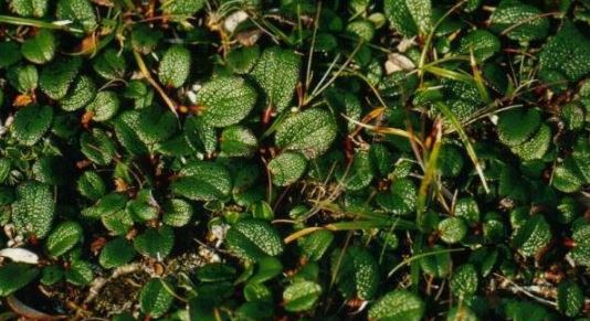 Salix Species, Net-Veined Willow