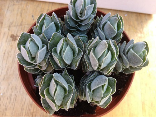 Crassula Ivory Pagoda