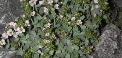 Eunomia Species, Stonecress