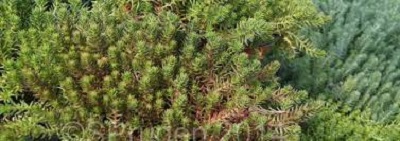 Petrosedum, Sedum, Carpet Stonecrop Red Wiggle