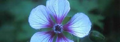 Geranium Species, Cranesbill, Hardy Geranium, Lamberts Geranium
