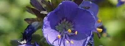Polemonium Species, Jacobs Ladder