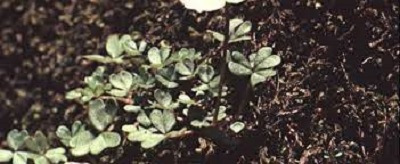 Oxalis Species, Snowdrop Wood Sorrel