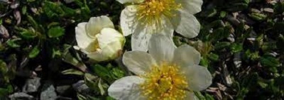 Drymocallis Species, Rock Cinquefoil