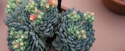 Echeveria Starburst