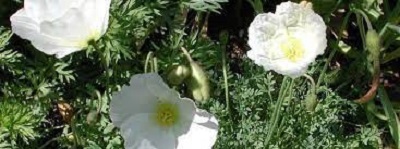 Papaver Species, Alpine Poppy, Dwarf Poppy
