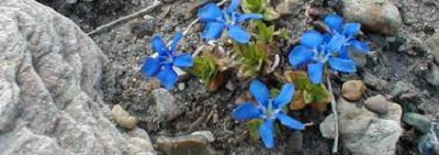 Gentiana Species, Spring Gentian