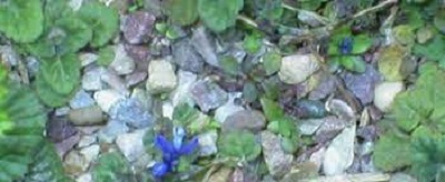 Polygala Species, Chalk Milkwort