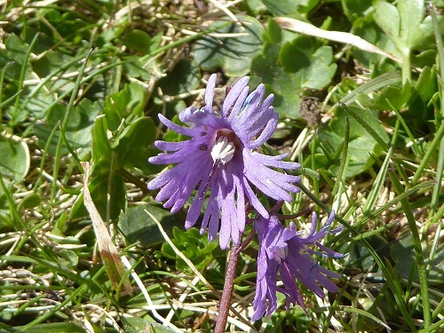 Soldanella Species, Alpine Snowbell, Blue Moonwort