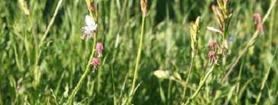 Oenothera Species, Kisses, Roadside Gaura