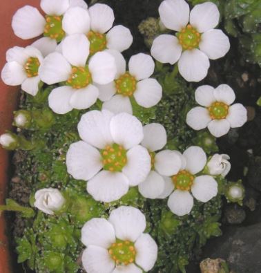Saxifraga Species, Kabschia Saxifrage