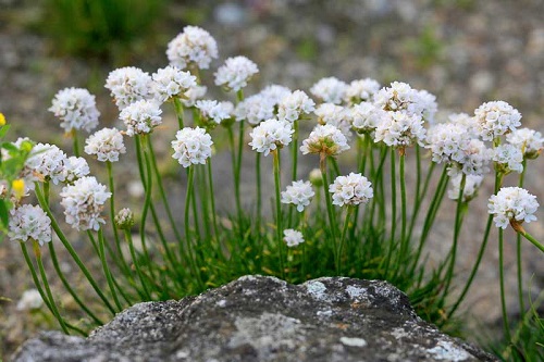 Armeria, Pyrenees Thrift Alba