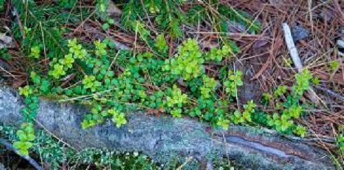 Creeping Snowberry