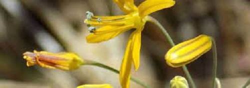Bloomeria Species, Golden Stars