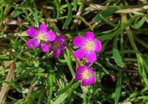 Calandrinia Species, Fringed Redmaids