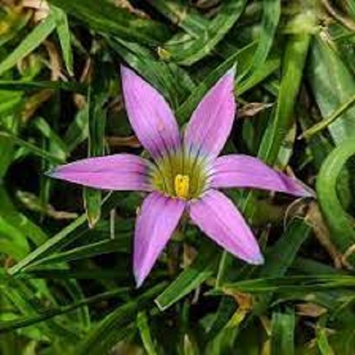 Common Romulea Pink Star