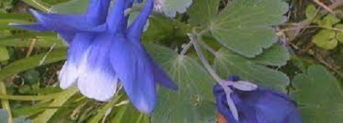 Aquilegia Species, Dwarf Fan Columbine, Miyama-odamaki