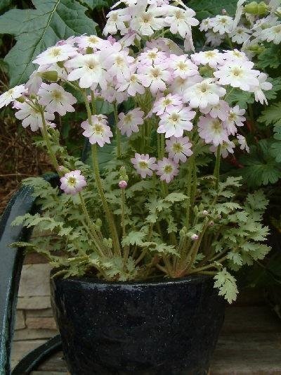 Primula Species, Primrose