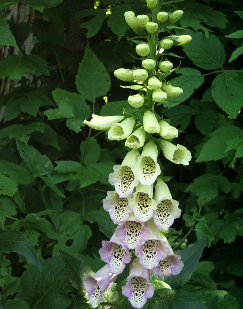 Digitalis, Common Foxglove, Ladys Glove Camelot Mix
