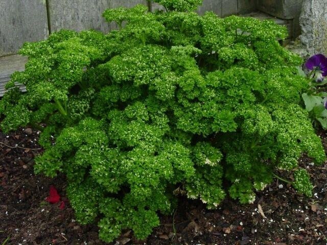 Petroselinum, Curly Parsley Moss Curled 2
