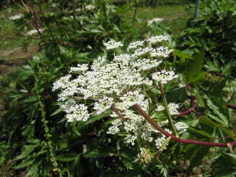 Angelica Species, Dong Quai, Japanese Angelica