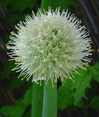Allium, Garden Onion, Edible Onion Mini Purplette