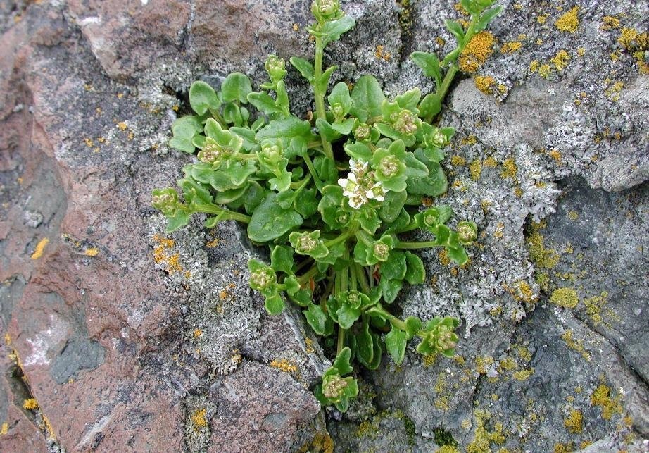 Common Scurveygrass