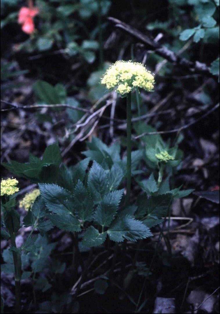 Angelica Species, Dawsons Angelica