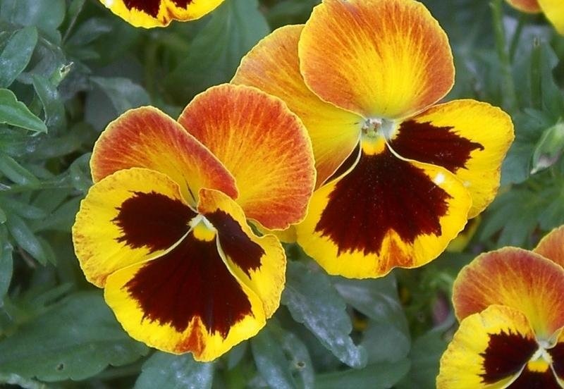 Viola, Garden Pansy, Pansy Delta Fire