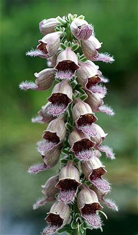 Digitalis, Common Foxglove, Ladys Glove, Rusty Foxglove Gelber Herold