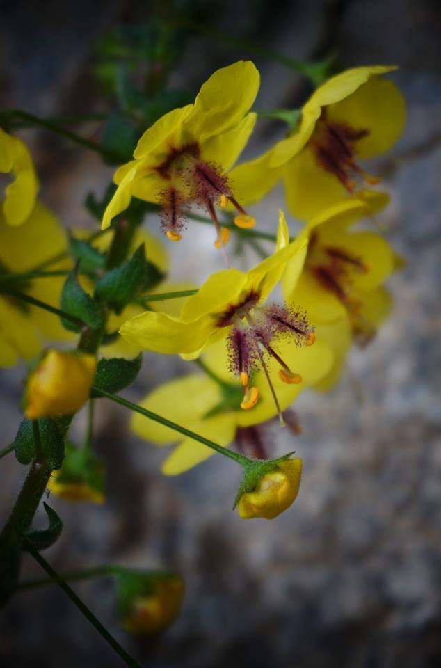 Verbascum Species, Cretan Bears Tail, Wild Verbascum