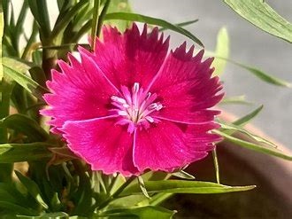 Dianthus, Sweet William Holborn Glory