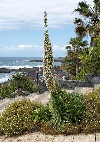 Echium Species, Blueweed, White Tower of Jewels