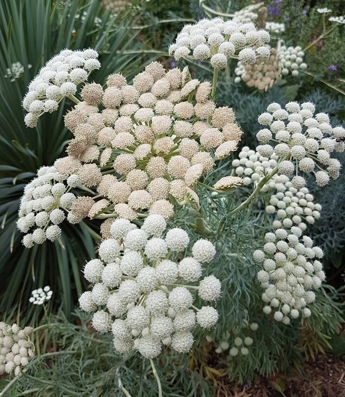 Seseli Species, Moon Carrot
