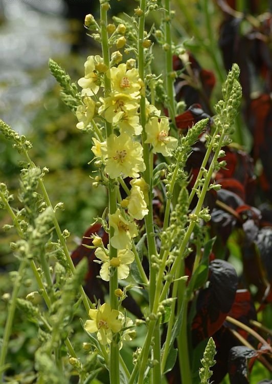 Verbascum, Hybrid Mullein, Ornamental Mullein Gainsborough