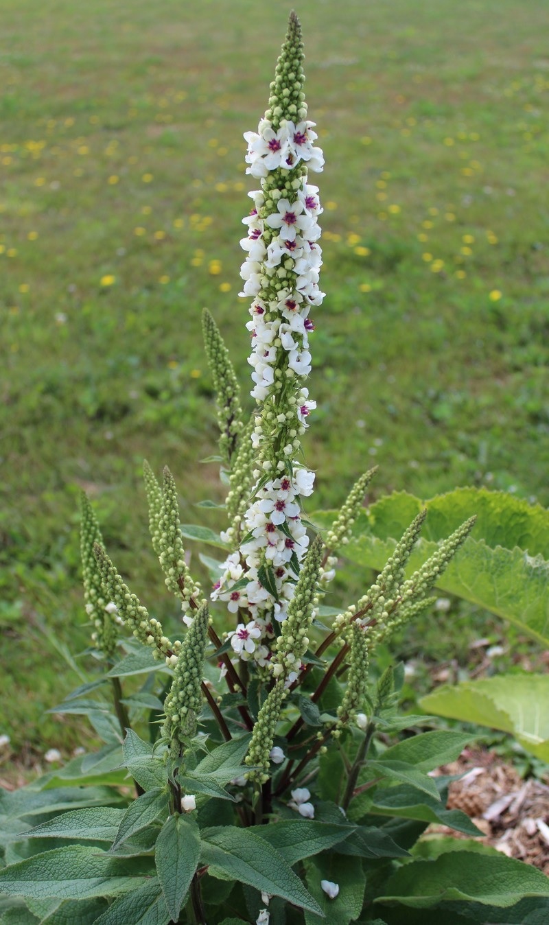 Verbascum, Black Mullein, Hybrid Mullein, Ornamental Mullein Album