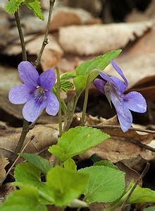 Viola, Garden Pansy, Pansy Skyline Copperfield