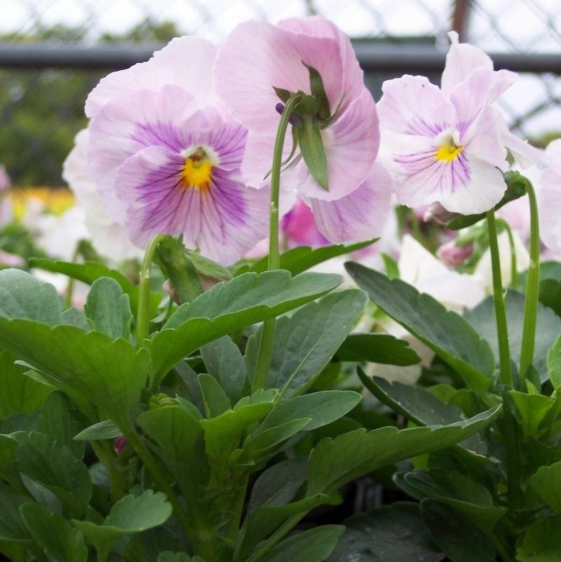 Viola, Garden Pansy, Pansy Delta Pink Shades