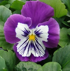 Viola, Garden Pansy, Pansy 'Whiskers White'