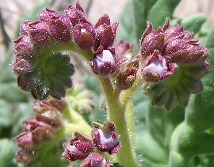 Phacelia Species, Gypsum Blue Curls, Gypsum Phacelia