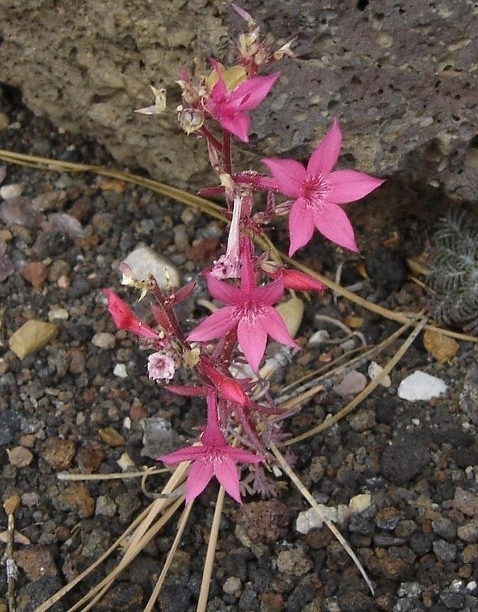 Arizona Gilia, Arizona Skyrocket