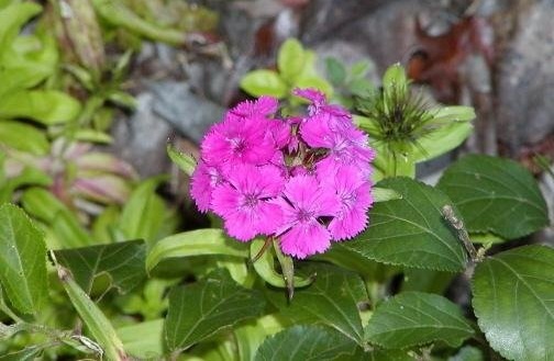 Dianthus, Sweet William Noverna Purple