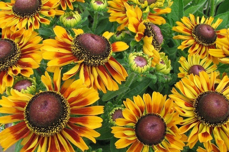 Rudbeckia, Black-Eyed Susan, Gloriosa Daisy Toto Rustic