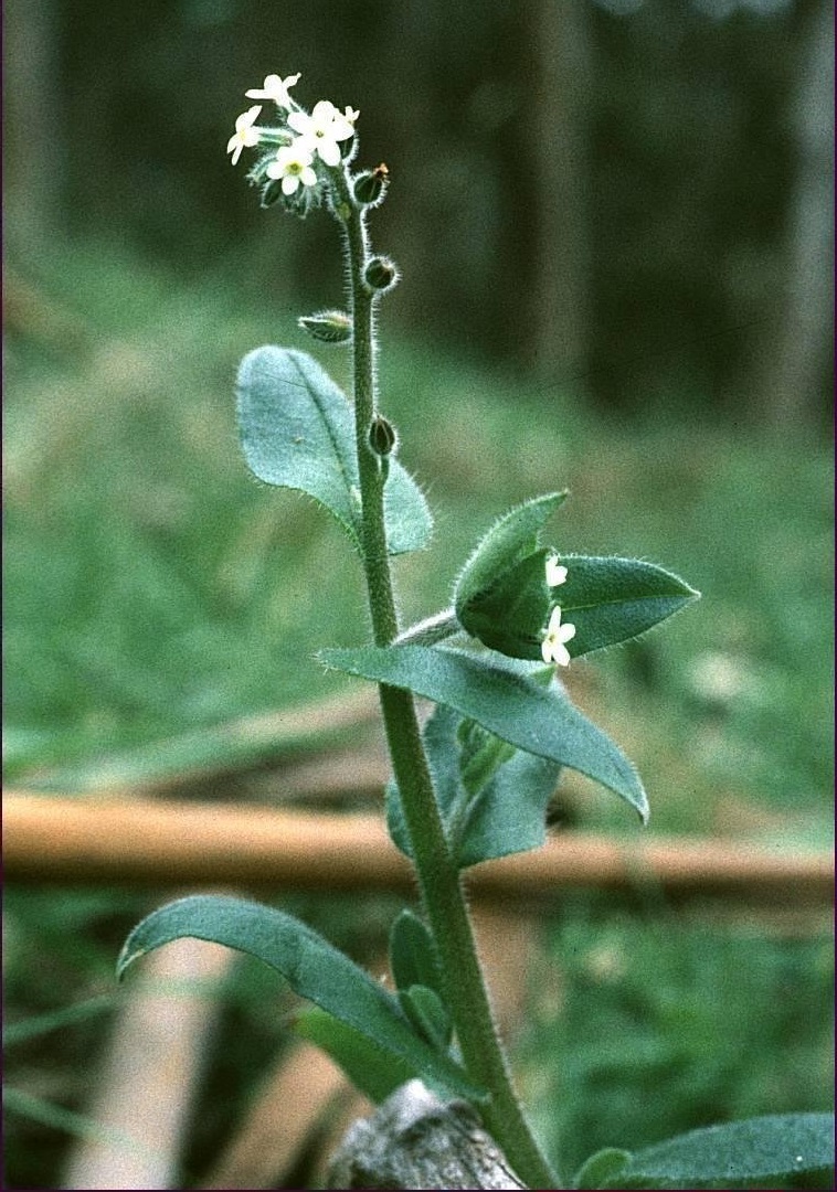 Myosotis Species, Austral Forget-Me-Not