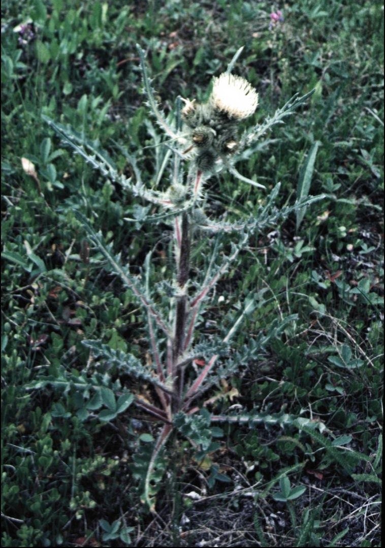 Hookers Thistle