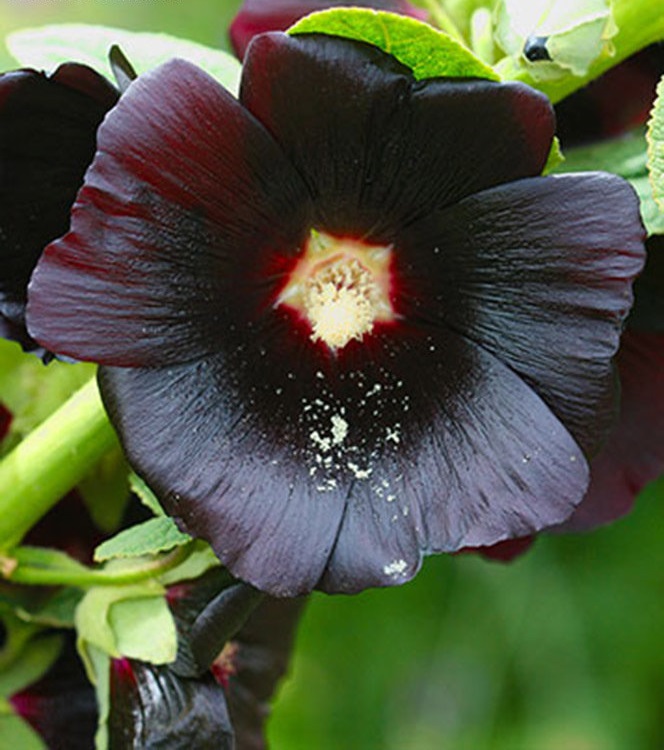 Alcea, Common Hollyhock, Garden Hollyhock Black Knight